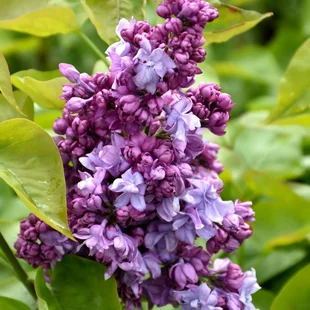 Orgován obyčajný “Kathrine Havemeyer“, výška 30/50 cm, v črepníku 2,5l Syringa vulgaris “Kathrine Havemeyer“