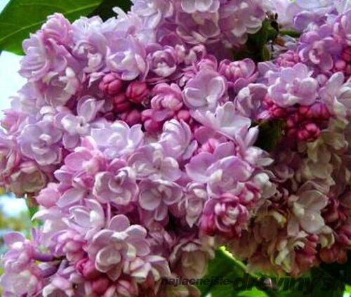 Orgován obyčajný “Kolchoznica“, výška 30/50 cm, v črepníku 2,5l Syringa vulgaris “Kolchoznica“