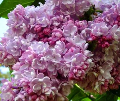 Orgován obyčajný “Kolchoznica“, výška 30/50 cm, v črepníku 2,5l Syringa vulgaris “Kolchoznica“