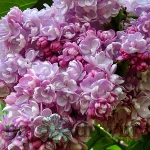 Orgován obyčajný “Kolchoznica“, výška 30/50 cm, v črepníku 2,5l Syringa vulgaris “Kolchoznica“