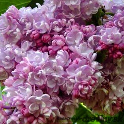 Orgován obyčajný “Kolchoznica“, výška 30/50 cm, v črepníku 2,5l Syringa vulgaris “Kolchoznica“