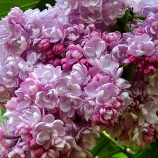 Orgován obyčajný “Kolchoznica“, výška 30/50 cm, v črepníku 2,5l Syringa vulgaris “Kolchoznica“