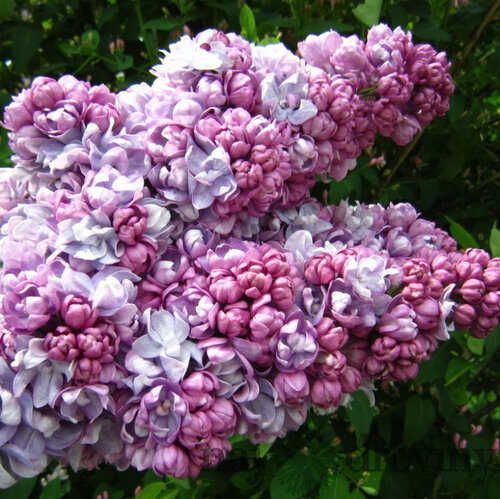 Orgován obyčajný “Krasawica Maskwy“, výška 30/50 cm, v črepníku 2,5l Syringa vulgaris “Krasawica Maskwy“