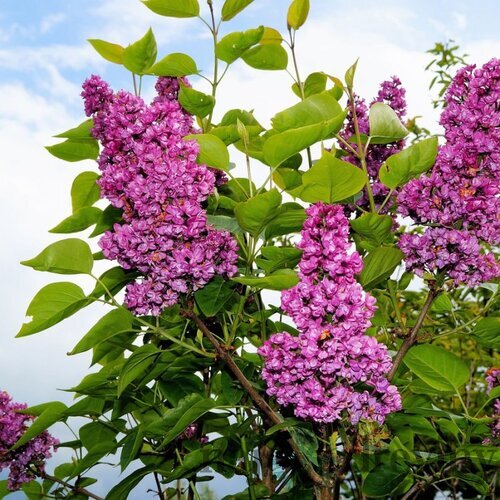 Orgován obyčajný “Michel Buchner“, výška 30/50 cm, v črepníku 2,5l Syringa vulgaris “Michel Buchner“