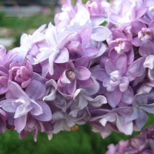 Orgován obyčajný “Niebo Moskwy“, výška 30/50 cm, v črepníku 2,5l Syringa vulgaris “Niebo Moskwy“