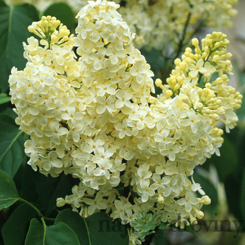 Orgován obyčajný “Primrose“, výška 30/50 cm, v črepníku 2,5l Syringa vulgaris “Primrose
