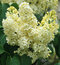 Orgován obyčajný “Primrose“, výška 30/50 cm, v črepníku 2,5l Syringa vulgaris “Primrose