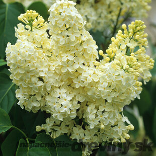 Orgován obyčajný “Primrose“, výška 30/50 cm, v črepníku 2,5l Syringa vulgaris “Primrose