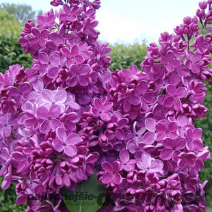 Orgován obyčajný ´Znamya Lenina´, výška 30/50 cm, v črepníku 3l Syringa vulgaris ´Znamya Lenina´