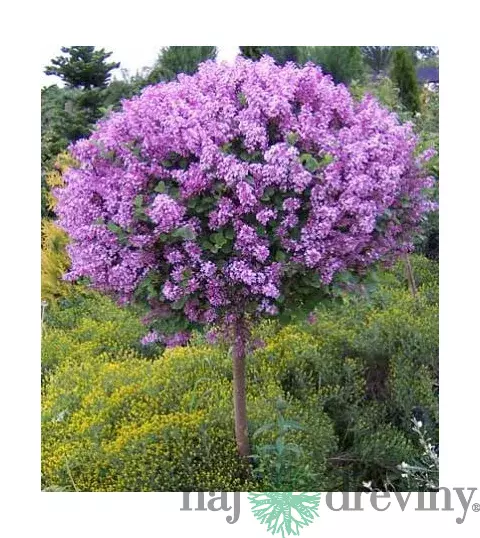 Orgován Palibin na kmienku 120/130 cm v črepníku Syringa Mayeri Palibin