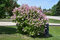 Orgován prestonský ´MINUET´, výška 30/40 cm, v črepniku 2,5l Syringa prestoniae Minuet