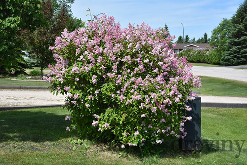 Orgován prestonský ´MINUET´, výška 30/40 cm, v črepniku 2,5l Syringa prestoniae Minuet