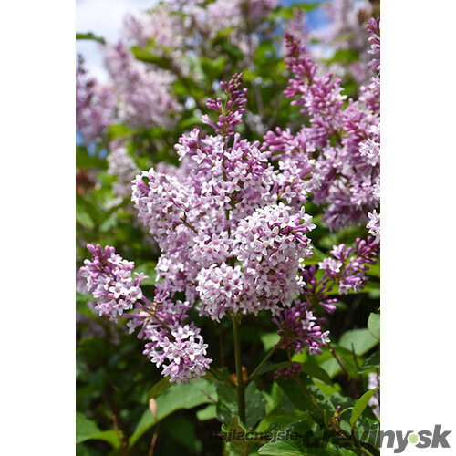 Orgován prestonský ´MINUET´, výška 30/40 cm, v črepniku 2,5l Syringa prestoniae Minuet