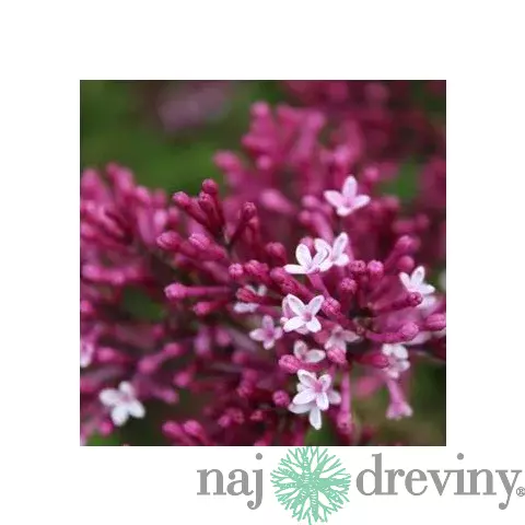 Orgován Red Pixe, výška 20/40 cm , v črepníku 2l Syringa Red pixie