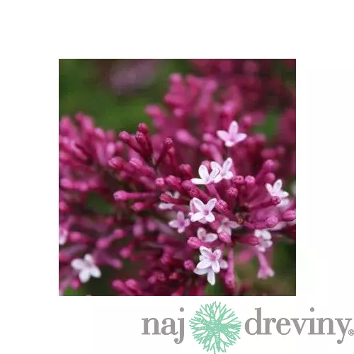 Orgován Red Pixe, výška 20/40 cm , v črepníku 2l Syringa Red pixie