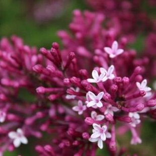 Orgován Red Pixe, výška 20/40 cm , v črepníku 2l Syringa Red pixie