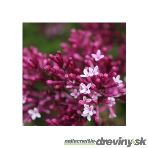 Orgován Red Pixe, výška 20/40 cm , v črepníku 2l Syringa Red pixie