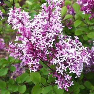 Orgován Red pixie 40/60 cm, v črepníku Syringa Red pixie