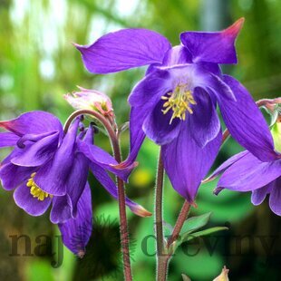 Orlíček alpínsky, v črepníku P9, 10/15 cm Aquilegia alpina
