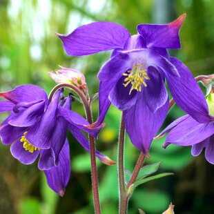 Orlíček alpínsky, v črepníku P9, 10/15 cm Aquilegia alpina