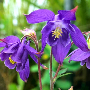 Orlíček alpínsky, v črepníku P9, 10/15 cm Aquilegia alpina