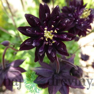 Orlíček Black Barlow, v črepníku P9 Aquilegia