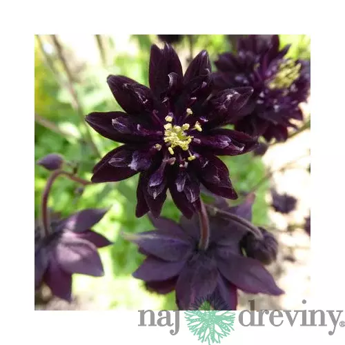 Orlíček Black Barlow, v črepníku P9 Aquilegia