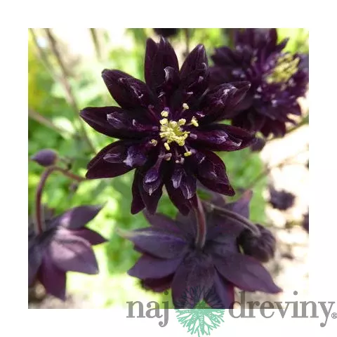 Orlíček Black Barlow, v črepníku P9 Aquilegia