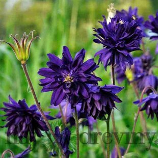 Orlíček Blue Barlow, v črepníku P9 Aquilegia