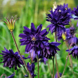 Orlíček Blue Barlow, v črepníku P9 Aquilegia