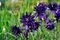 Orlíček Blue Barlow, v črepníku P9 Aquilegia