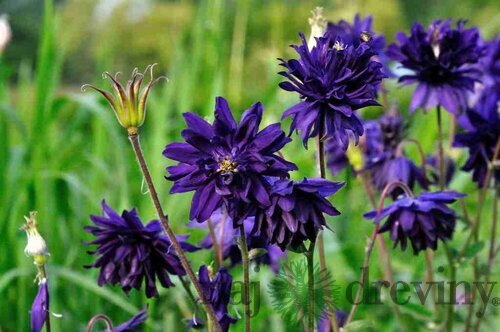 Orlíček Blue Barlow, v črepníku P9 Aquilegia