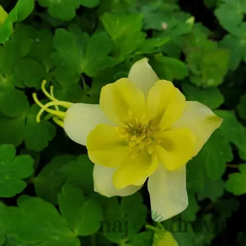 Orlíček EARLYBIRD YELLOW, v črepníku p9 Aquilegia EARLYBIRD YELLOW