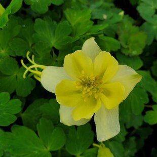 Orlíček EARLYBIRD YELLOW, v črepníku p9 Aquilegia EARLYBIRD YELLOW