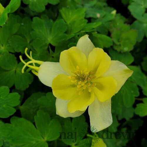 Orlíček EARLYBIRD YELLOW, v črepníku p9 Aquilegia EARLYBIRD YELLOW