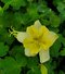 Orlíček EARLYBIRD YELLOW, v črepníku p9 Aquilegia EARLYBIRD YELLOW