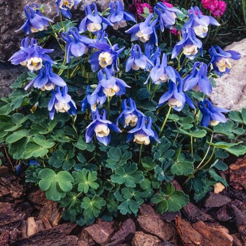 Orlíček Ministar, výška 10/15 cm, v črepníku P9 Aquilegia flabellata Ministar