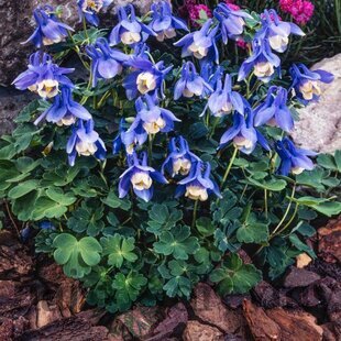 Orlíček Ministar, výška 10/15 cm, v črepníku P9 Aquilegia flabellata Ministar