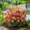 Orlíček “Red Yellow“, výška 20/40 cm, v črepníku 2l Aquilegia Red Yellow