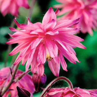 Orlíček Rose Barlow, v črepníku P9 Aquilegia Rose Barlow