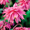Orlíček Rose Barlow, v črepníku P9 Aquilegia Rose Barlow