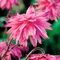 Orlíček Rose Barlow, v črepníku P9 Aquilegia Rose Barlow