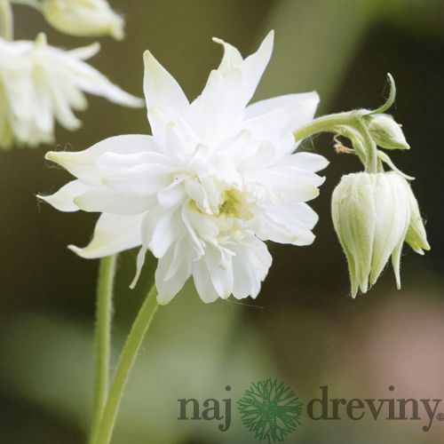Orlíček white Barlow, v črepníku P9 Aquilegia