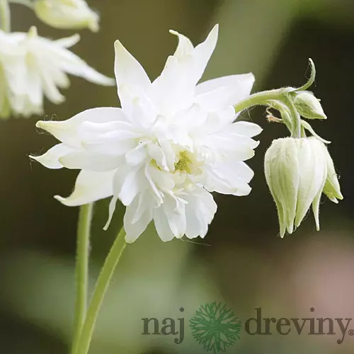 Orlíček white Barlow, v črepníku P9 Aquilegia