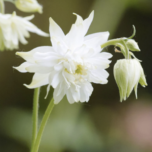 Orlíček white Barlow, v črepníku P9 Aquilegia