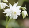 Orlíček white Barlow, v črepníku P9 Aquilegia