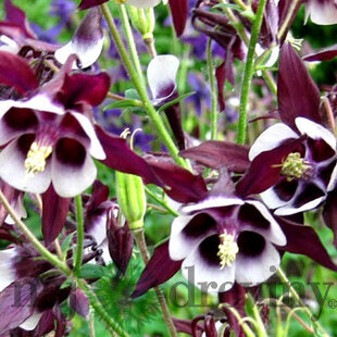 Orlíček Wiliam Guiness, v črepníku P9 Aquilegia
