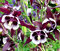 Orlíček Wiliam Guiness, v črepníku P9 Aquilegia