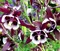 Orlíček Wiliam Guiness, v črepníku P9 Aquilegia