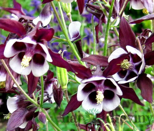 Orlíček Wiliam Guiness, v črepníku P9 Aquilegia